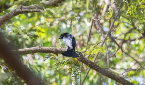 Birding Komodo