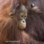 Borneo wildlife tours