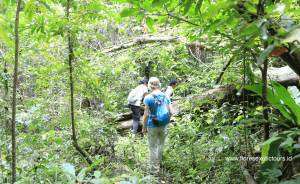 Flores Eco Tours and trekking