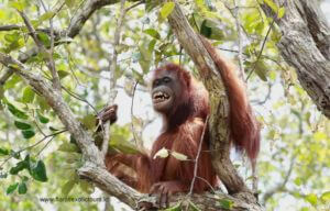 Orangutan adventure tours