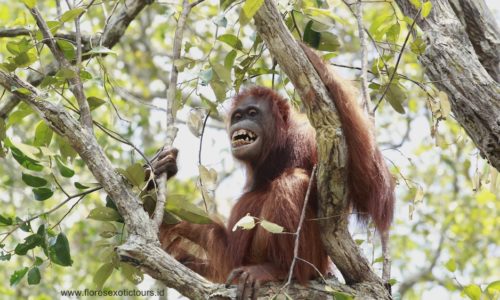 Orangutan adventure tours