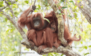 Orangutans Borneo tour