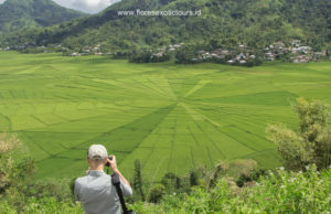 Spiderweb rice fields