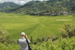 Spiderweb rice field