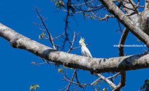 Yellow-crested cockatoo
