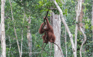 Orangutans, Kalimantan, Borneo