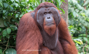 Orangutans,Kalimantan,Borneo