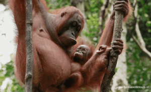 Orangutan tour