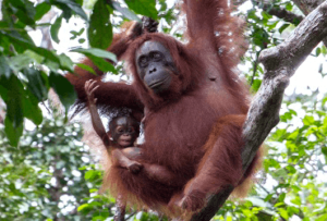 Orangutan tours