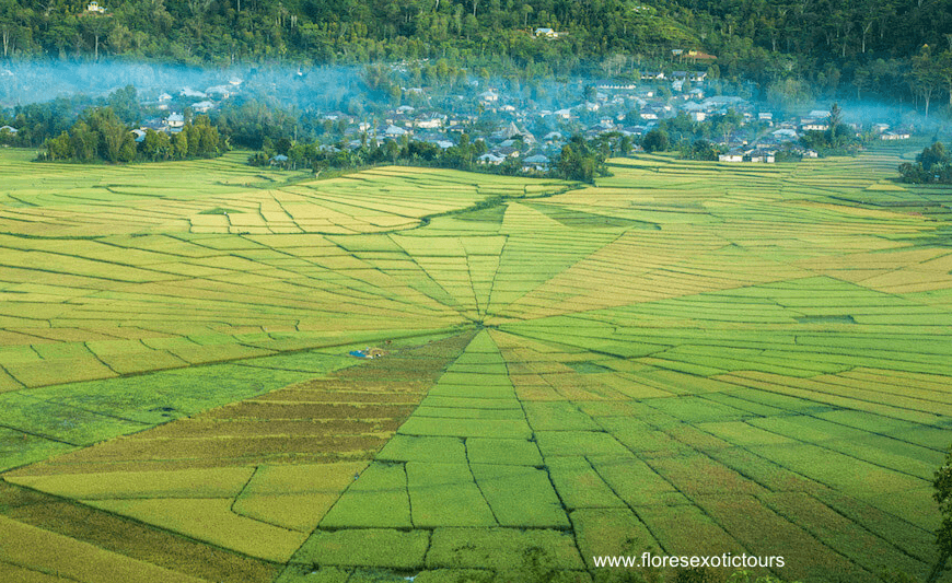 Spiderweb Rice Fields